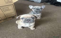 French Bulldog dogs for sale: **READY NOW**French bulldog puppies READY NOW - Image 29