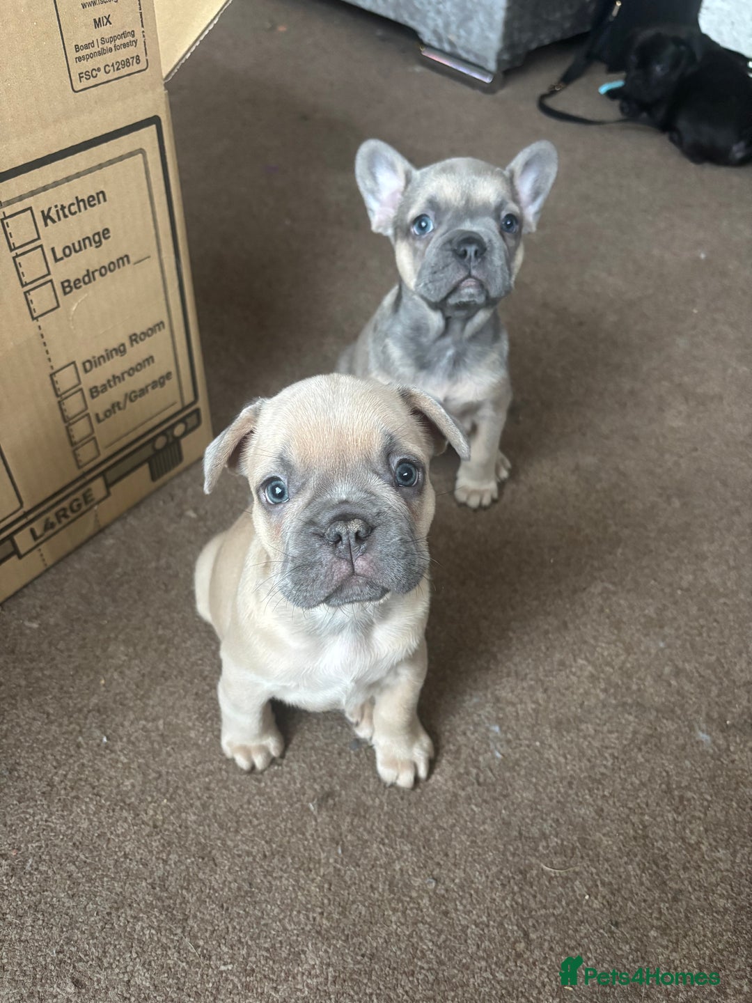 French Bulldog dogs for sale: **READY NOW**French bulldog puppies READY NOW - Image 29