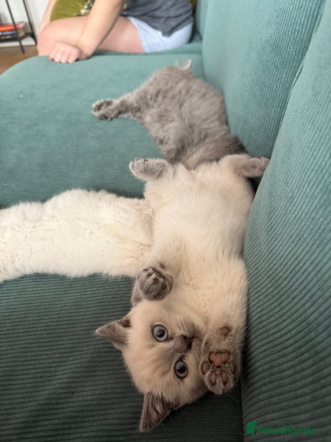 British Shorthair cats for sale: British Shorthair Kittens - Image 9