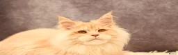Maine Coon cats for sale: 🔥Maine Coon Boy (Klaus)🔥 - Advert 3