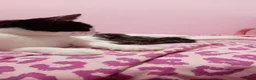 Domestic Shorthair cats for sale: Two female kittens - Advert 1