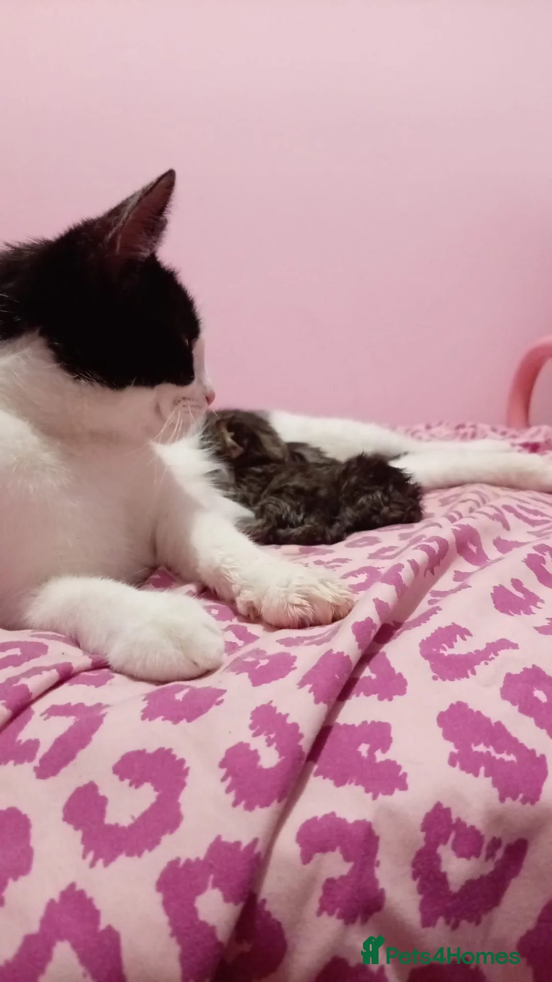 Domestic Shorthair cats for sale: Two female kittens - Advert 1