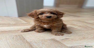 Cavapoo dogs - Advert 12