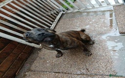 Staffordshire Bull Terrier dogs for sale: Staffie female 2years old  - Image 5