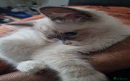 Ragdoll cats for sale: Meet Simon – the last of our Ragdoll trio - Image 2