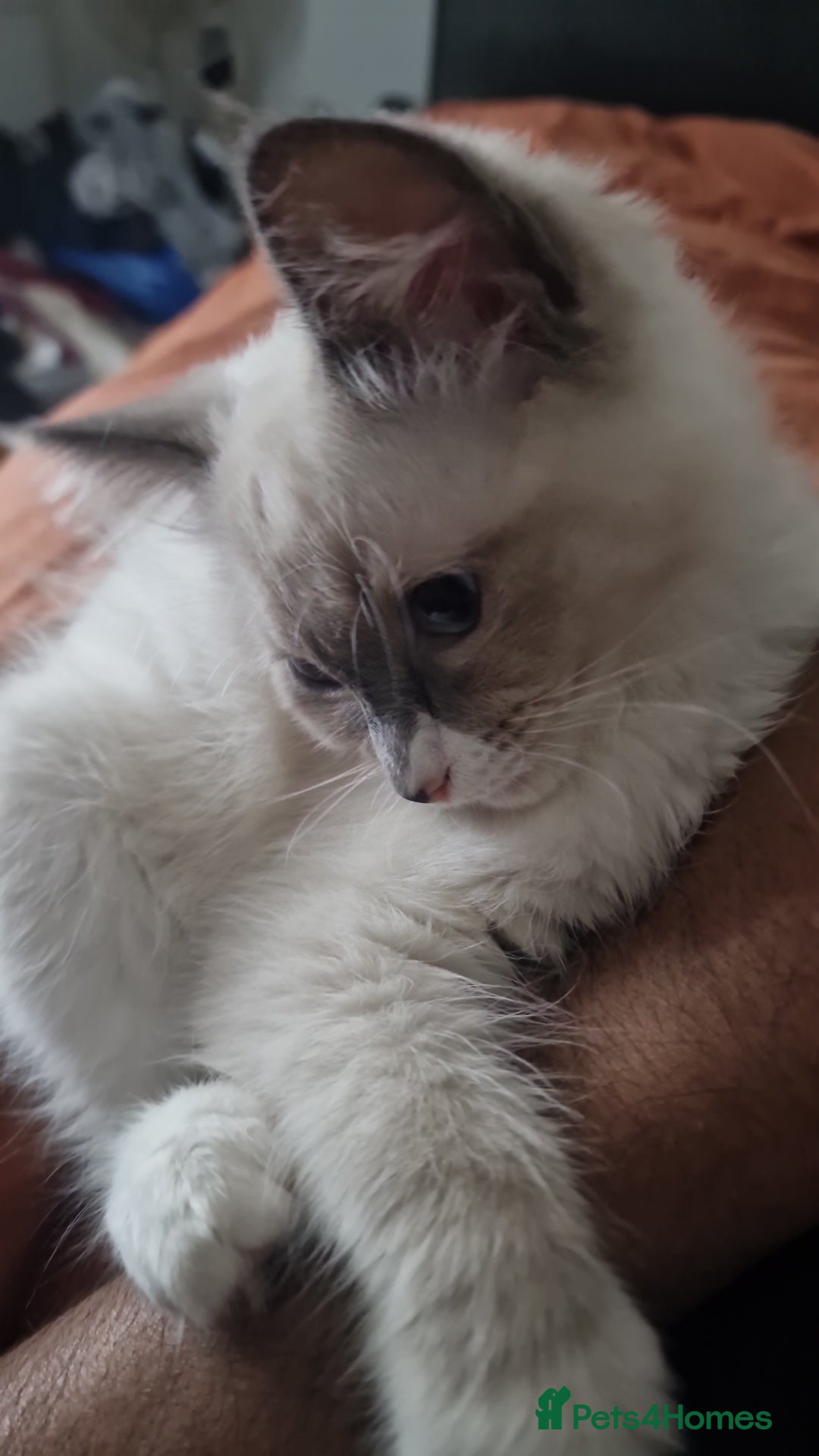 Ragdoll cats for sale: Meet Simon – the last of our Ragdoll trio - Image 2