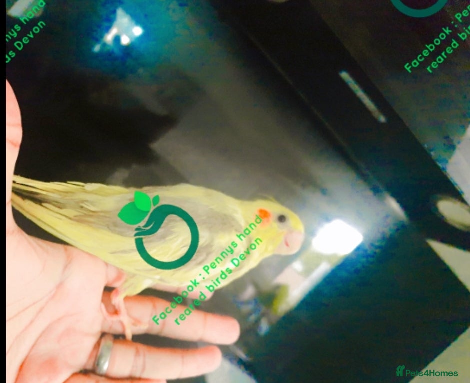Cockatiels birds Hand reared Baby cockatiels available - Advert 15