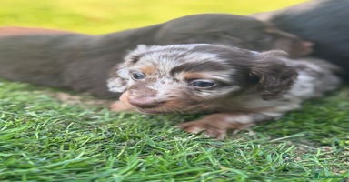 Miniature Dachshund dogs - Advert 3