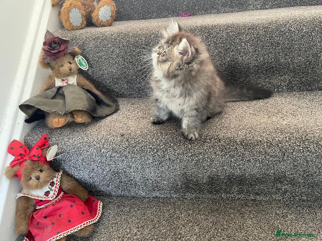 Persian cats for sale: Pedigree Registerd kitten - Image 1