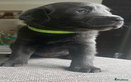 Labrador Retriever dogs for sale: Stunning litter of Silver & Charcoal Lab pups  - Image 2
