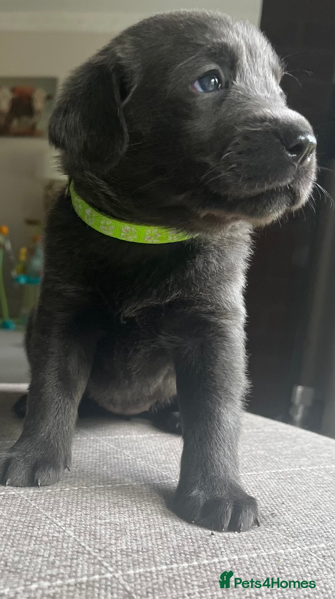 Labrador Retriever dogs for sale: Stunning litter of Silver & Charcoal Lab pups  - Image 2