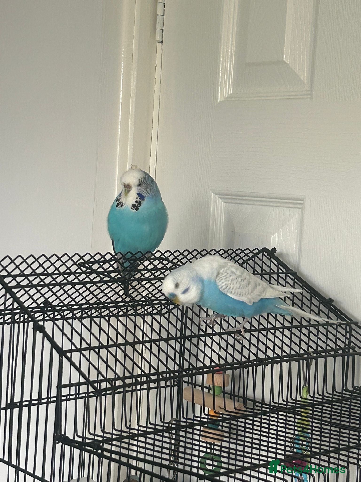 Budgerigars birds 2 budgies (besties ) - Advert 2