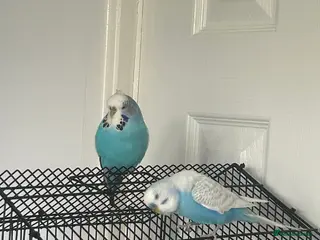 Budgerigars birds 2 budgies (besties ) - Advert 2
