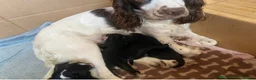 Sproodle dogs for sale: 🧸Sproodle puppies 🧸 - Advert 2