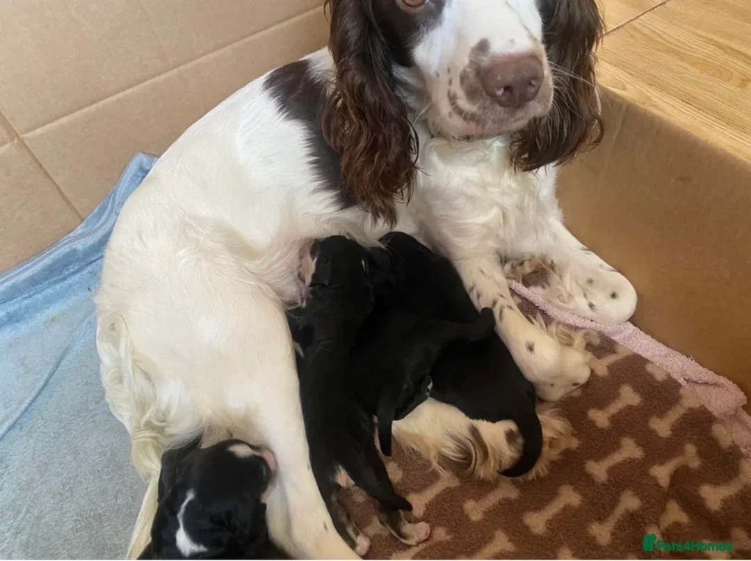 Sproodle dogs for sale: 🧸Sproodle puppies 🧸 - Advert 2