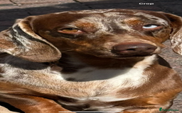 Dachshund dogs for sale: Dashchund looking for a forever home   - Image 1