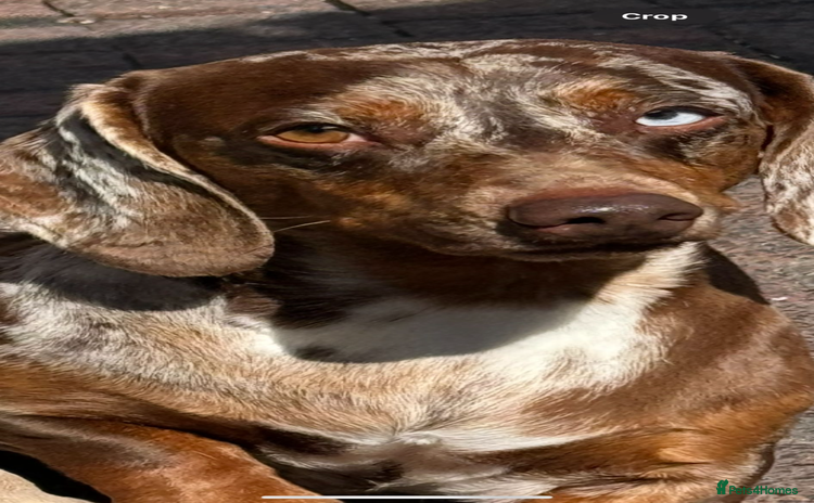 Dachshund dogs - Advert 1