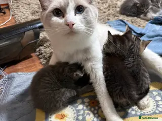 Mixed Breed cats Kittens for sale - Advert 16