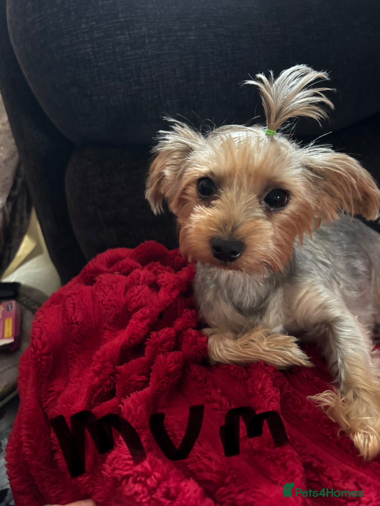 Yorkshire Terrier dogs Beautiful Yorkie puppies  - Advert 1