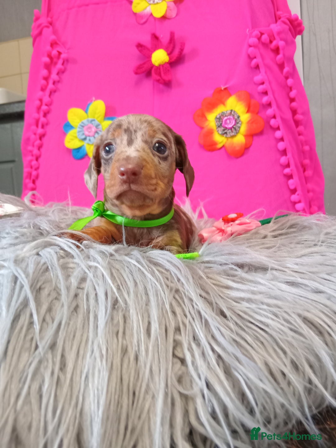 Miniature Dachshund dogs for sale: 3 MINIATURE DUSCHUND PUPPIES  - Image 7