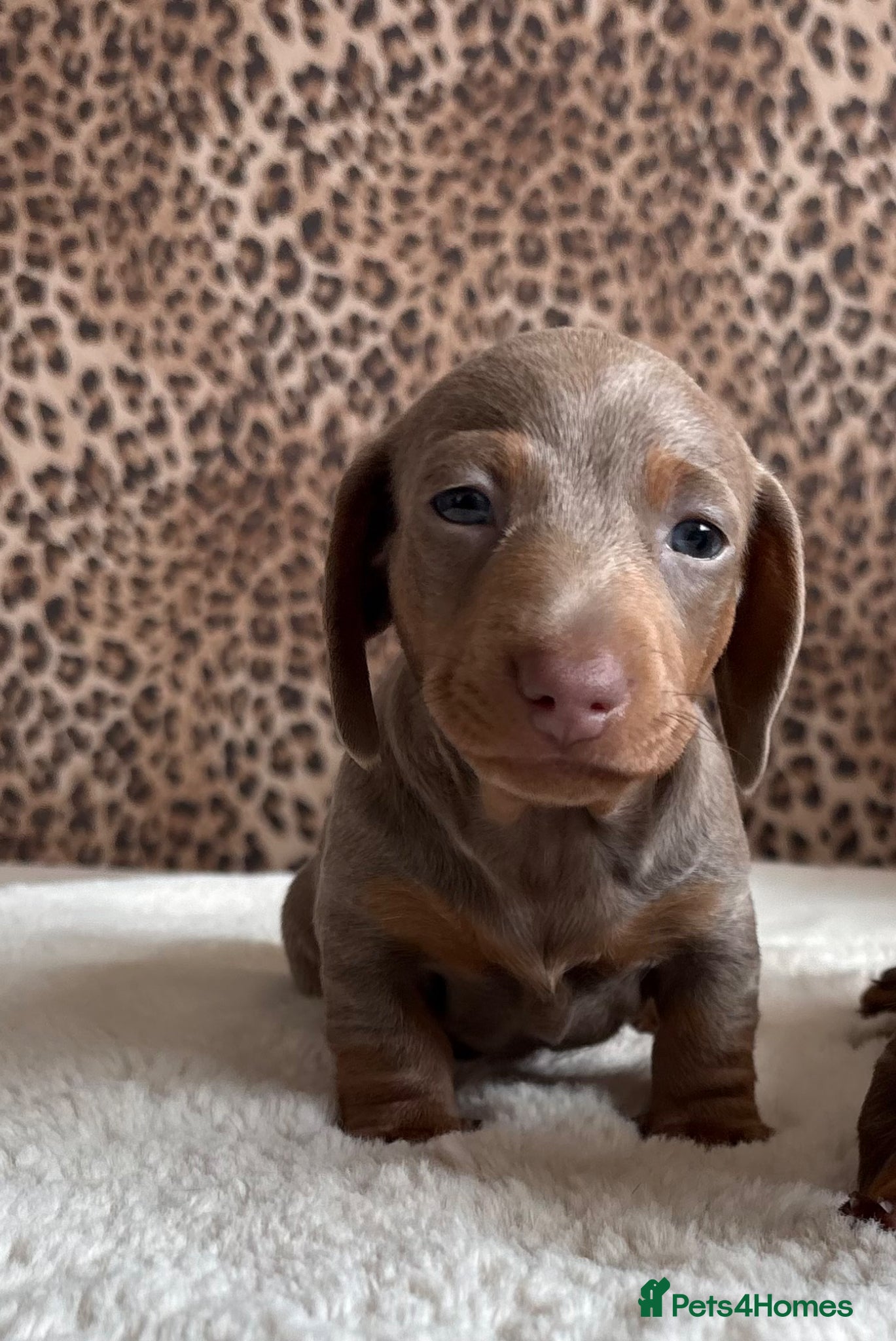 Miniature Dachshund dogs Beautiful Lilac Miniature Daschund  - Advert 1