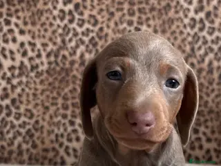 Miniature Dachshund dogs Beautiful Lilac Miniature Daschund - Advert 1