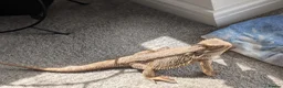 Dragon reptiles for sale: Bearded Dragon with full setup  in Cramlington - Advert 4
