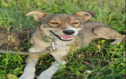 Mixed Breed dogs for adoption: 💖🐶 LASKA 🐶💖 - Image 9