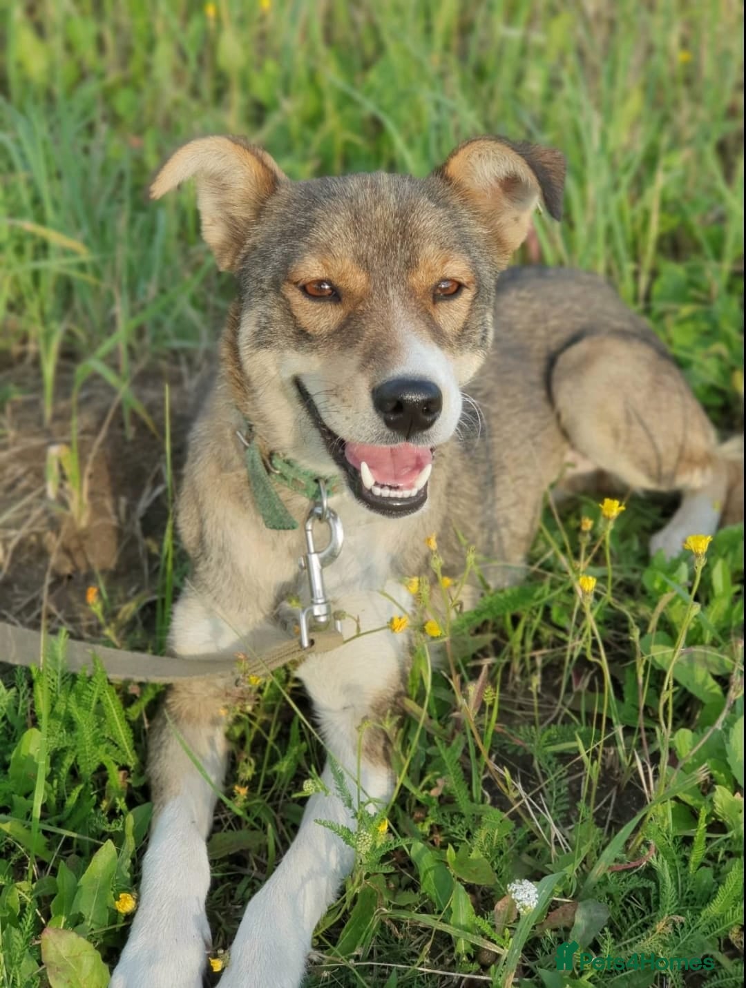 Mixed Breed dogs for adoption: 💖🐶 LASKA 🐶💖 - Image 9