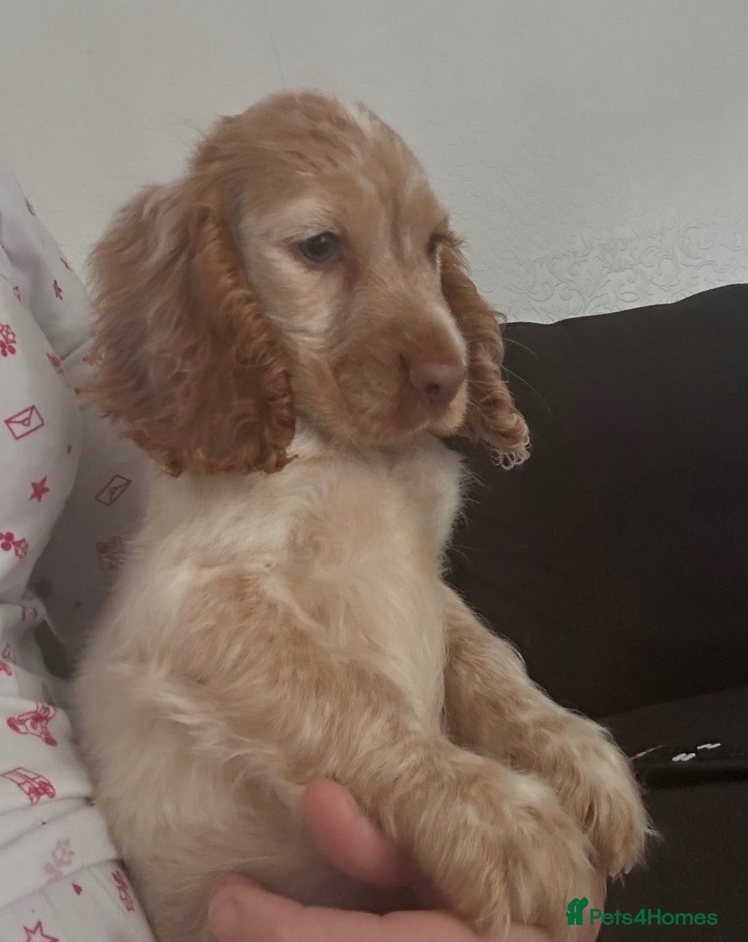 Cocker Spaniel dogs Adorable show spaniels 🐶 - Advert 5