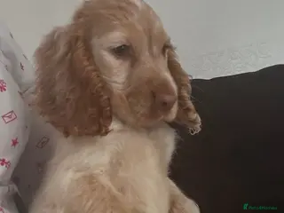 Cocker Spaniel dogs Adorable show spaniels 🐶 - Advert 5