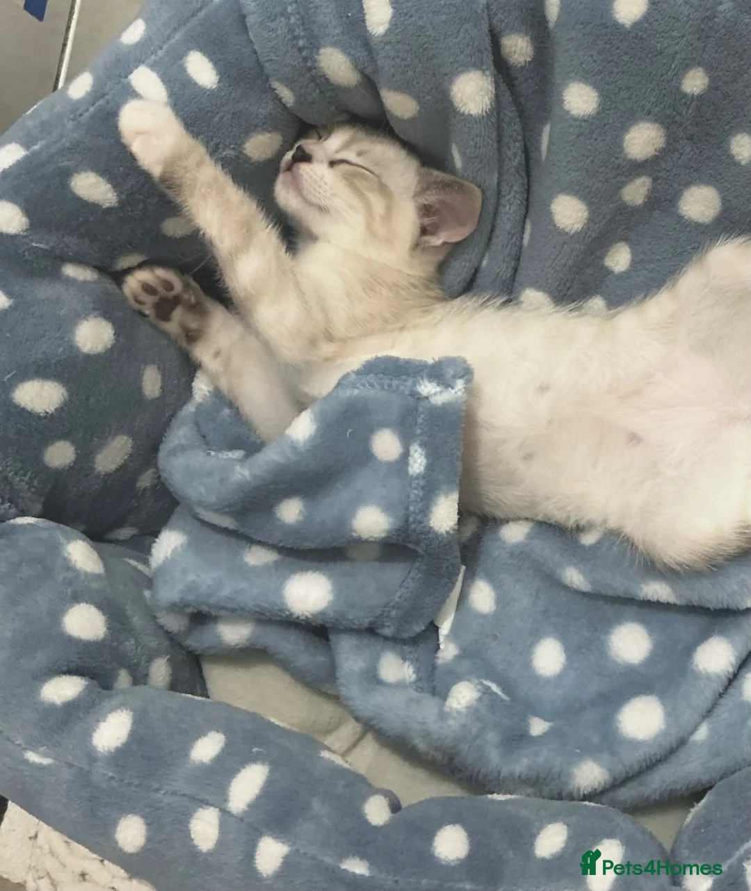 Ragdoll cats for sale: £850 for pair - Beautiful Bonded Ragdoll Kittens  - Advert 11