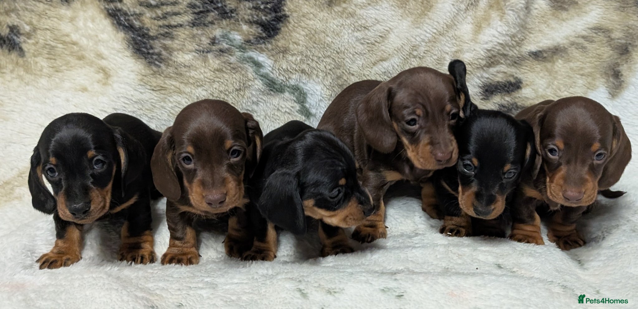 Miniature Dachshund dogs Quality KC/ PRA clear Miniature Dachshund puppies  - Advert 2