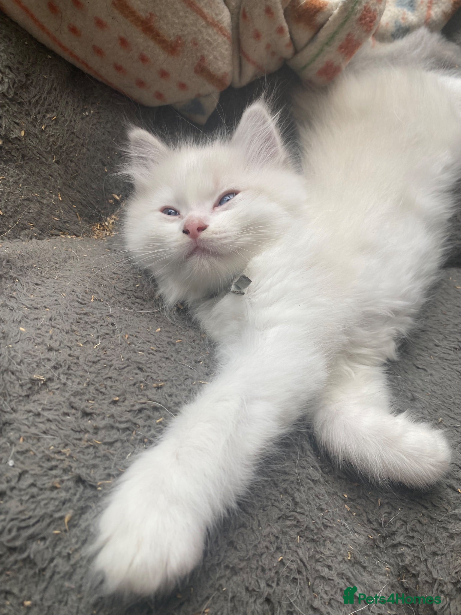Ragdoll cats Blue lynx bi colour Ragdolls - Advert 18