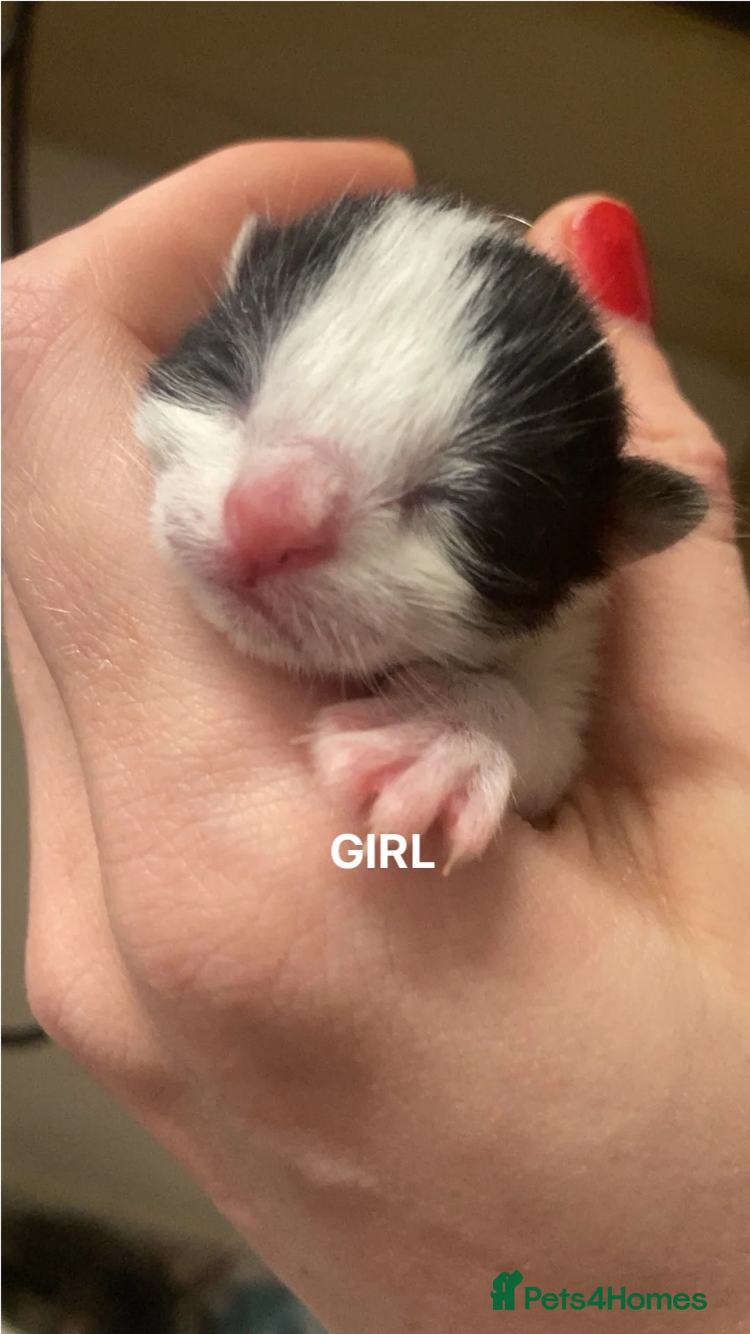 Mixed Breed cats for sale: Mixed tabby/Bengal kittens  in Birkenhead - Advert 2