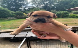 Staffordshire Bull Terrier dogs for sale: Stunning Red Staffy puppies KC top bloodlines - Image 14