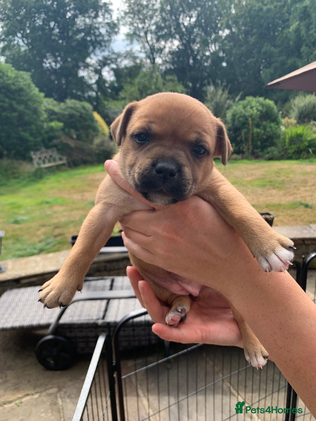 Staffordshire Bull Terrier dogs for sale: Stunning Red Staffy puppies KC top bloodlines - Image 14