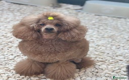 Cavapoo dogs for sale: Red F2B Cavapoo  - Image 10