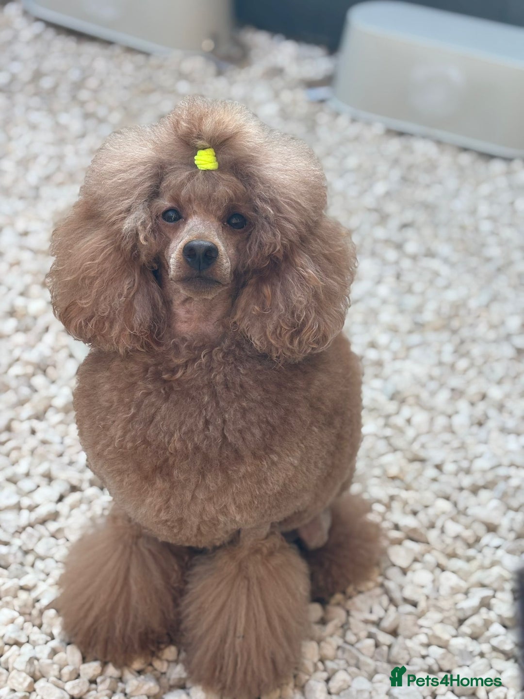 Cavapoo dogs for sale: Red F2B Cavapoo  - Image 10