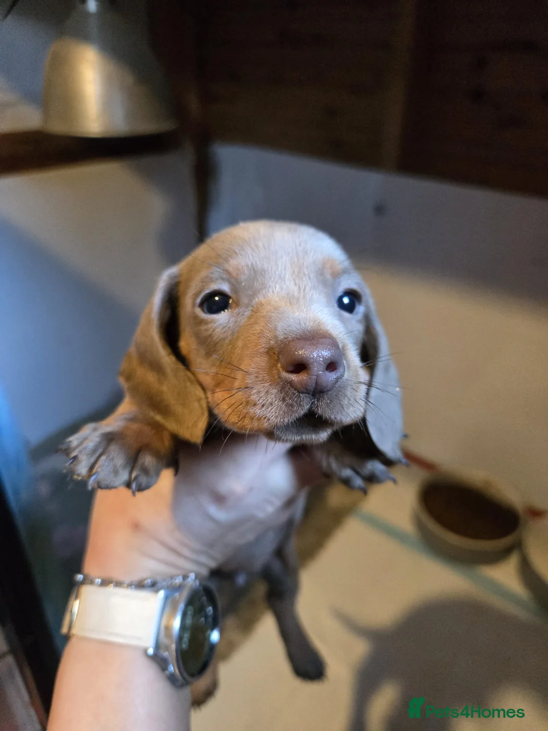 Miniature Dachshund dogs for sale: Stunning miniature dachshund pups - Advert 3