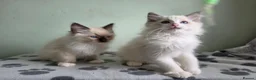 Ragdoll cats for sale: GCCF-registered Ragdoll kittens - Advert 17