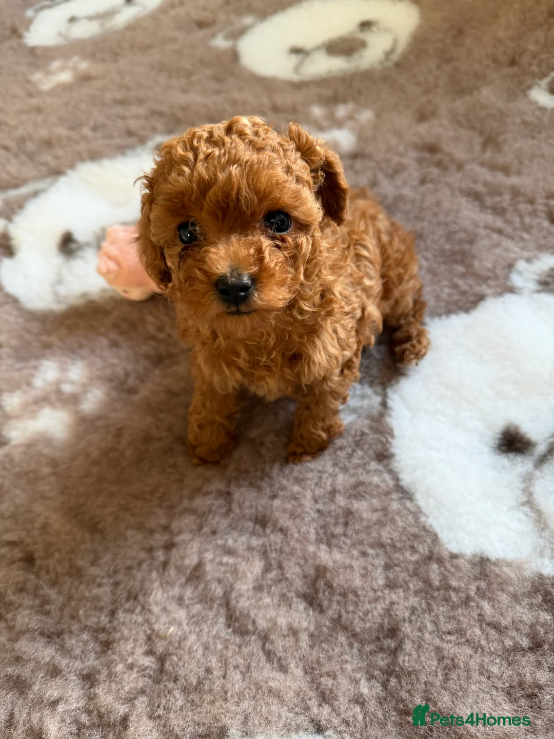 Toy Poodle dogs for sale: Outstanding KC reg Red Toy Poodles  - Advert 12