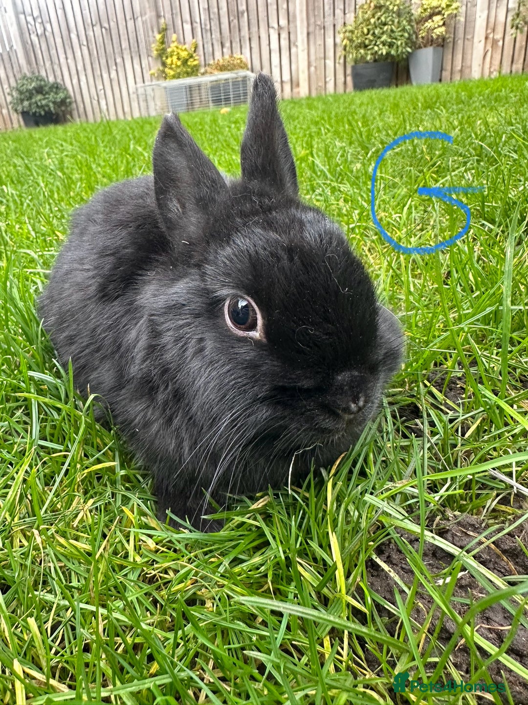 Netherland Dwarf rabbits for sale: Netherland Dwarf Rabbits For Sale  - Advert 5