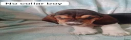 Basset Hound dogs for sale: Basset puppies  in Watchet - Advert 21