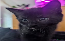Bombay cats for sale: Black Bombay Male Kitten - Image 8