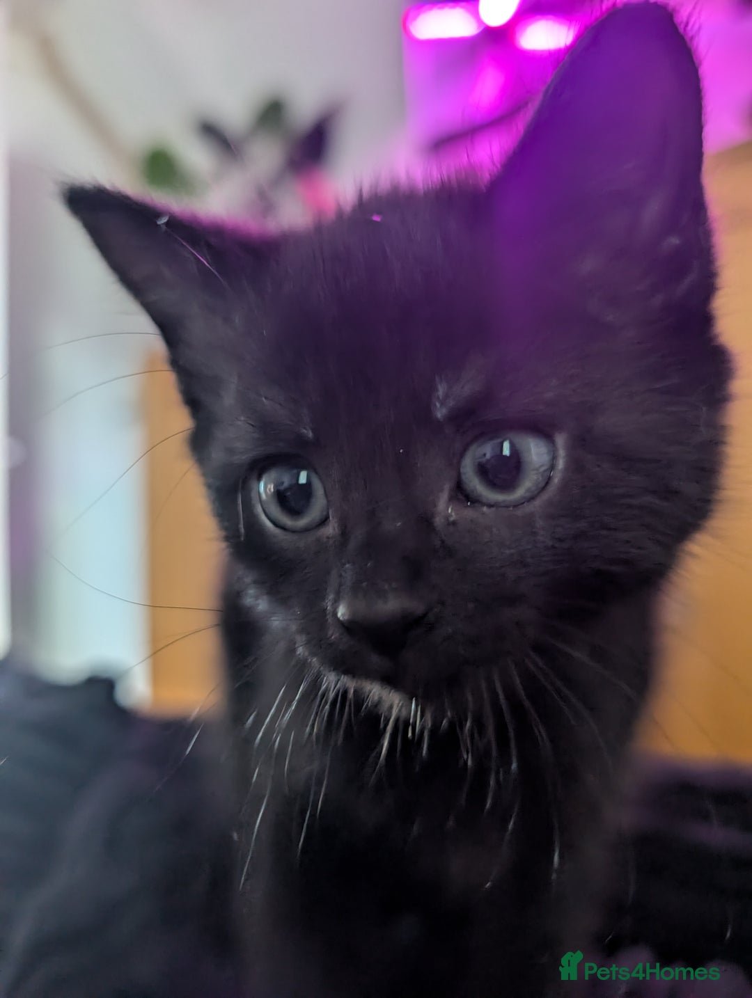 Bombay cats for sale: Black Bombay Male Kitten - Image 8
