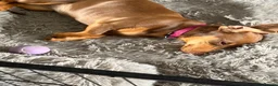 Dachshund dogs for sale: 1 female dashcund - Advert 2