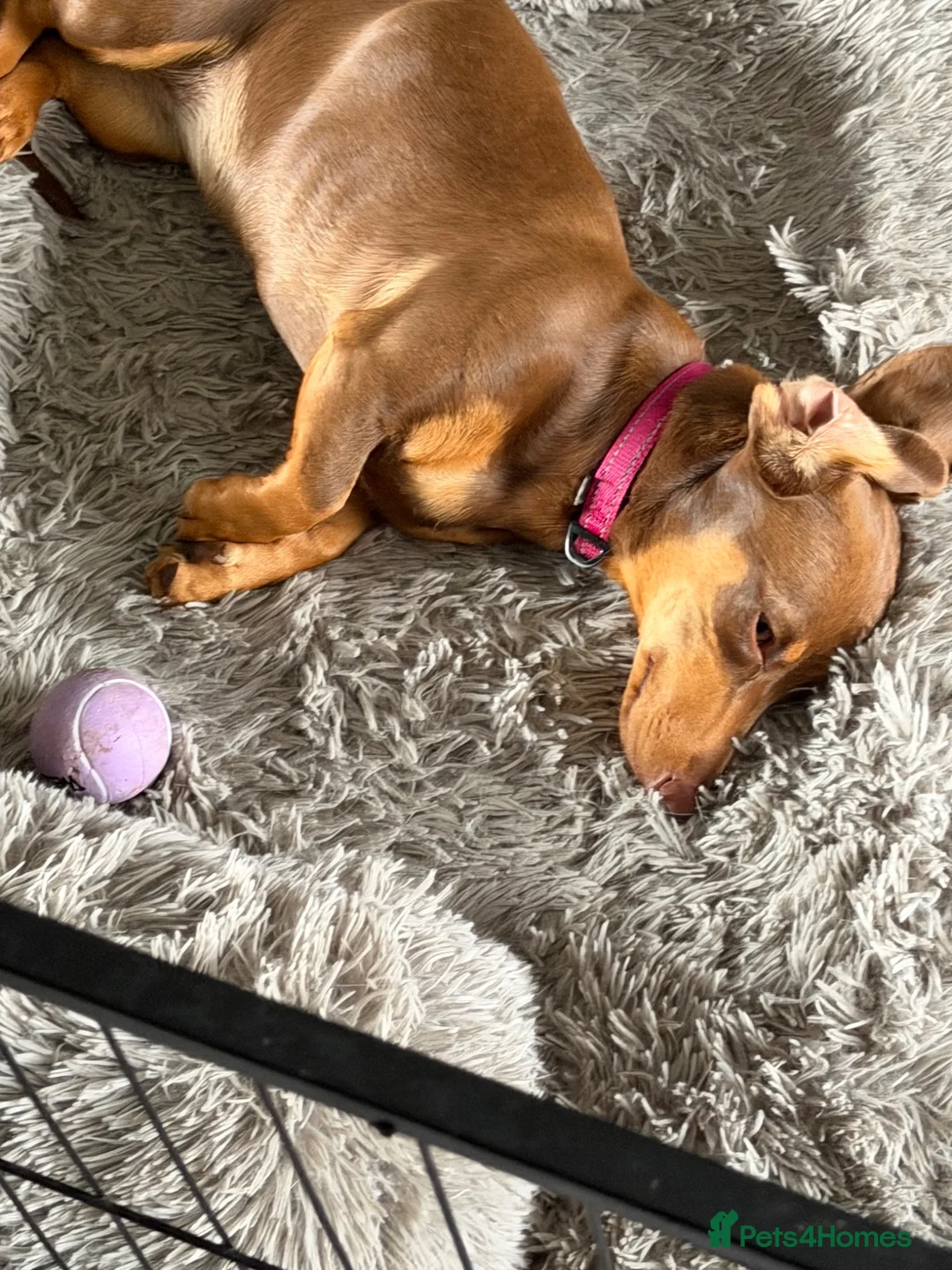 Dachshund dogs for sale: 1 female dashcund - Advert 2