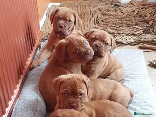 Mastiff dogs Dog De Bordeaux Puppies 2 Boys 3 Girls - Advert 14