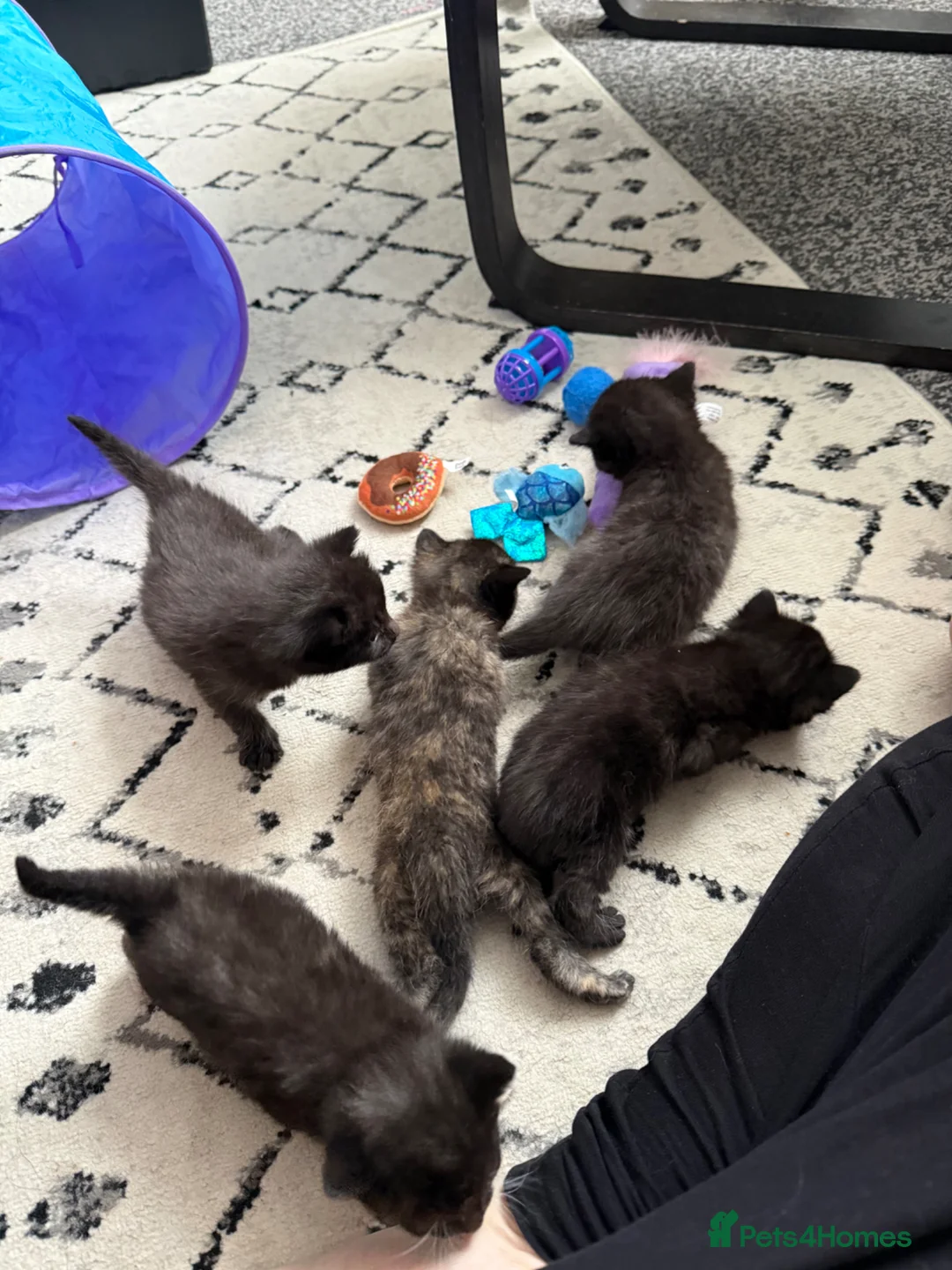 Mixed Breed cats for sale: 3 Kittens looking for homes! in Ilkeston - Advert 16